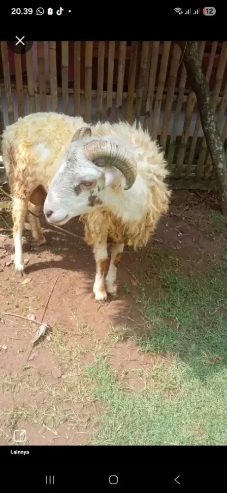 Lowongan kerja ngarit jaga kandang kambing