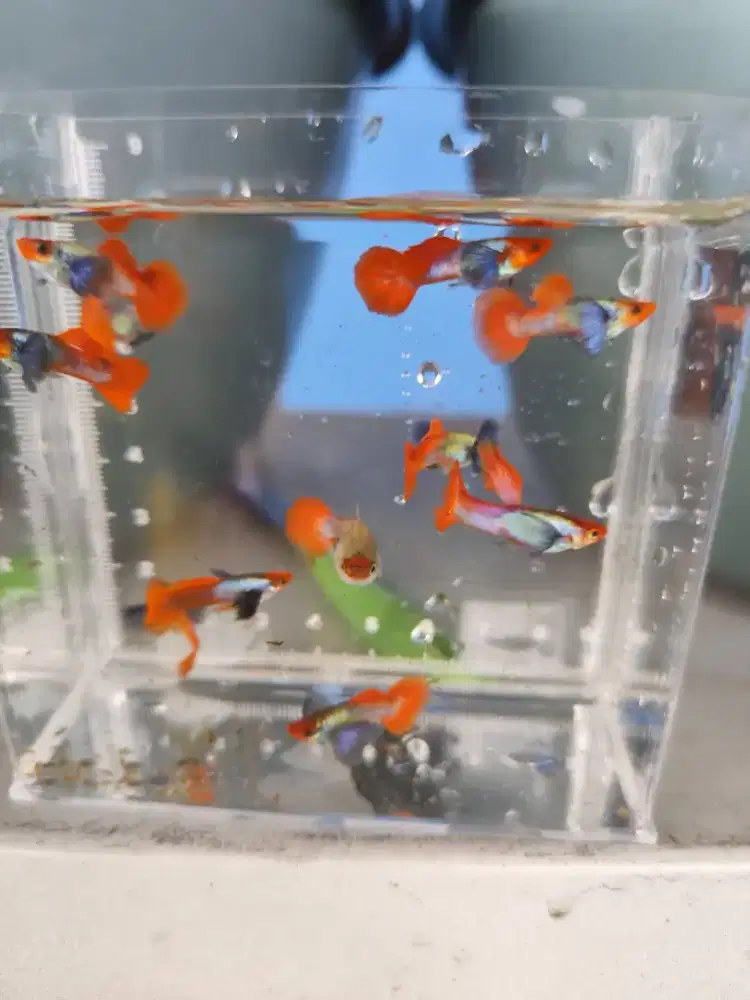 Ikan Guppy PRTDE koi sepasang