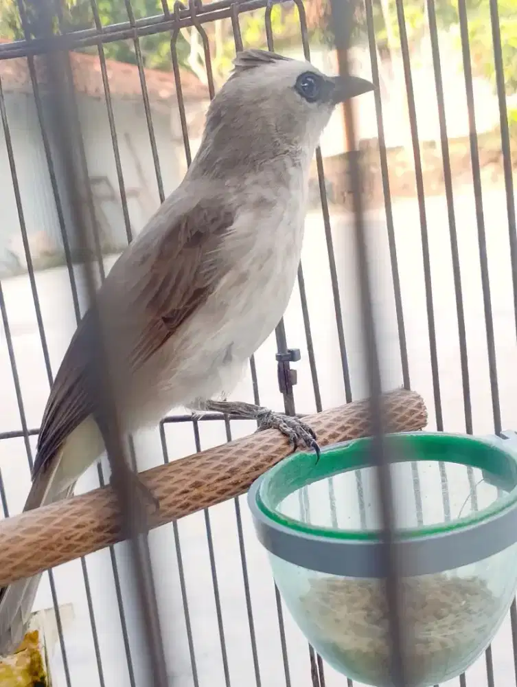 Trucuk Rawatan lama gacor dor