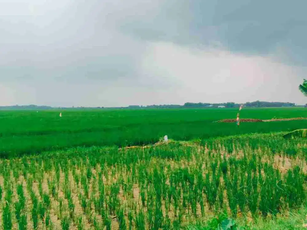 DI JUAL TANAH 
KEL. : JATIDROJOK
KEC. : KEDUNGPRING
KAB  : LAMONGAN