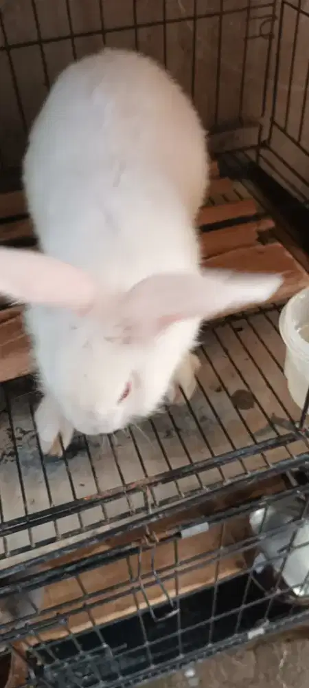 Kelinci albino jantan