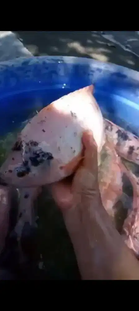 NILA MERAH SEGAR AMBIL DIKOLAM UKURAN BESAR