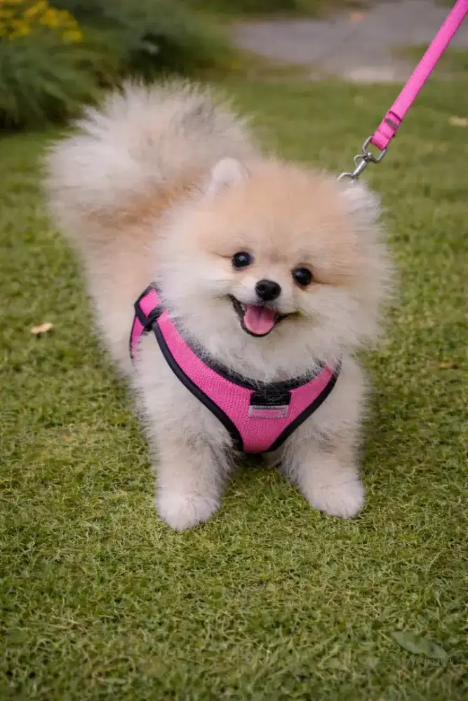 Jual Anak Anjing Super Mini Pom Stambum sangat lucu dan sehat  
