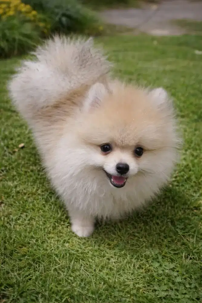 Jual Anak Anjing  Mini Pom Stambum sangat lucu dan sehat  