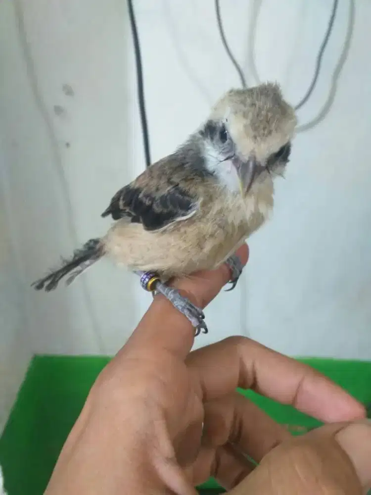 Pentet sembur dari jawa timur