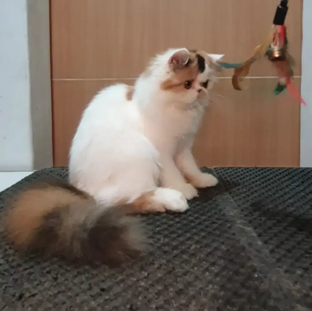 Kucing Betina Munchkin NS Persia Peaknose usia 7 bulan