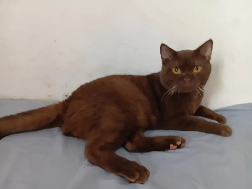 Bsh pure choco solid jantan usia 1tahun