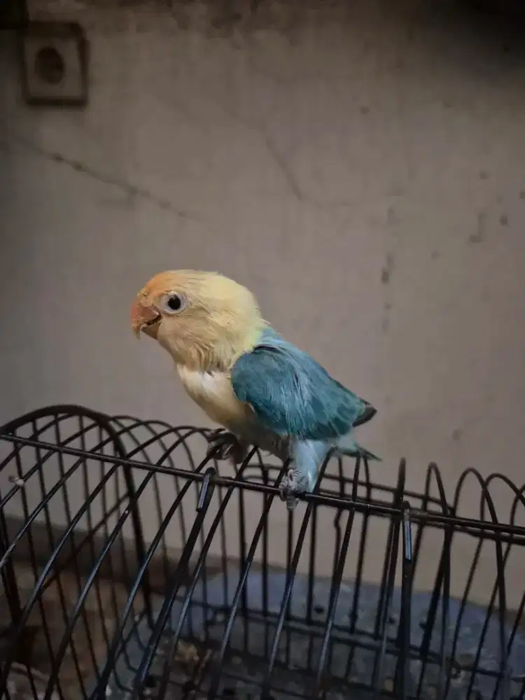 Love bird, Lovebird Biola, warna sesuai difoto, bio pb, bio euwing dll