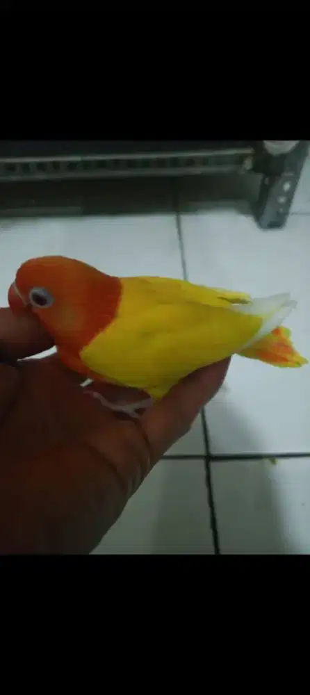 Lovebird Biola Lutino MM