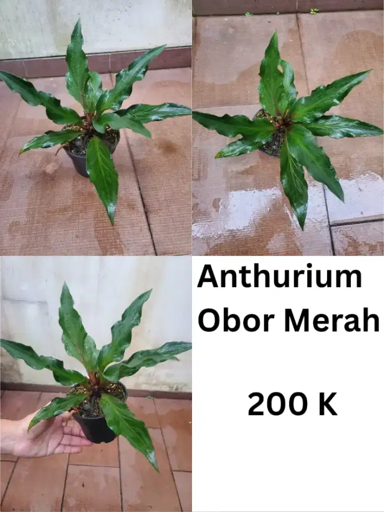 Bunga Anthurium obor merah