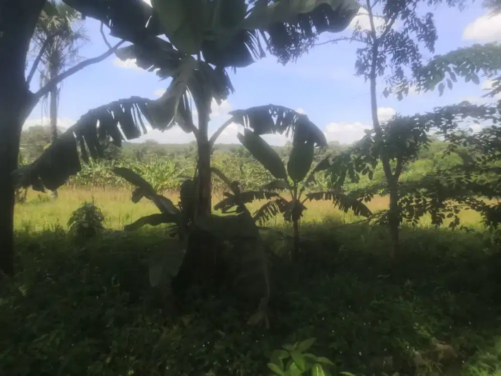 Buka Peluang Bisnis & Properti di Citeras – Tanah 47.000 m²