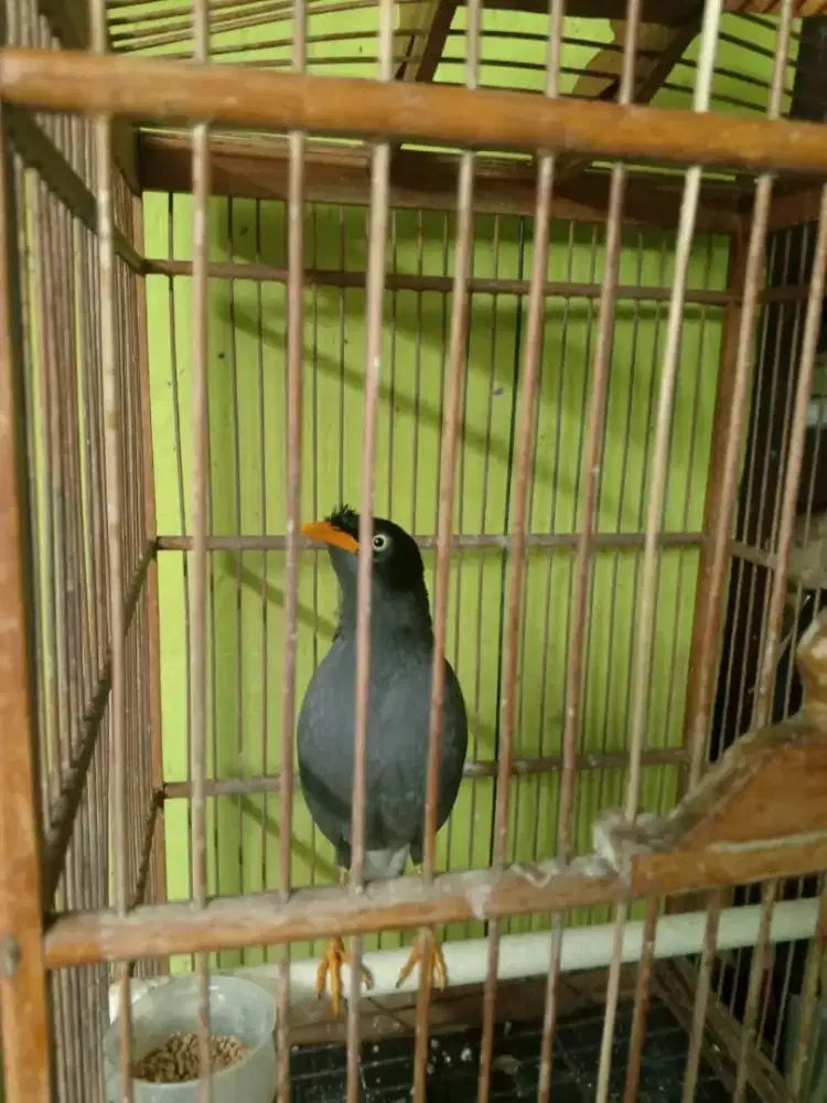 Jalak Kebo Mata putih gacor