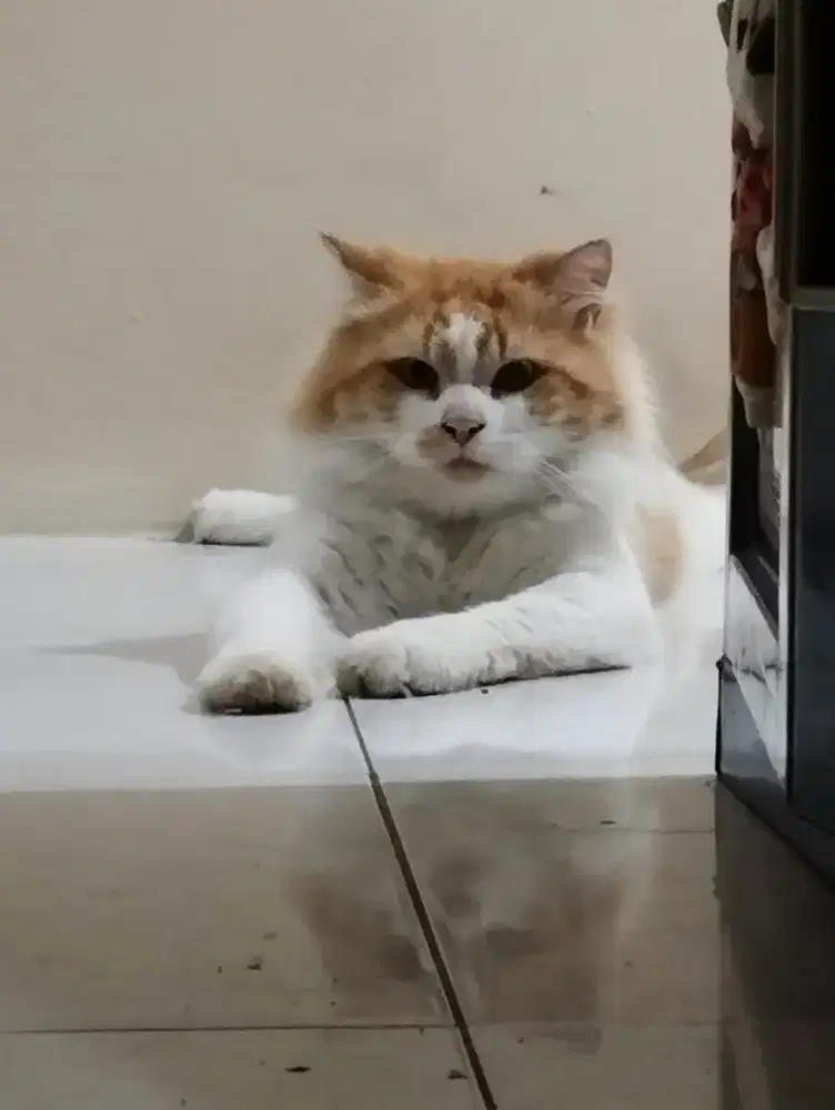 Kucing persia umur 2th