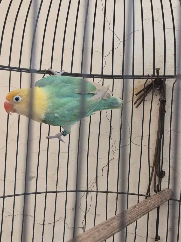 Love bird, Lovebird Biola, warna sesuai difoto, bio pb, bio euwing dll