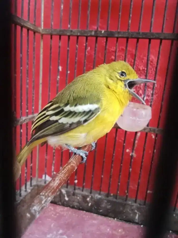 cipow gacor udah manggil namanya