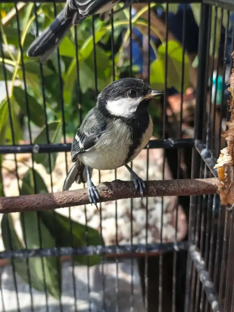 Gelatik Batu gacor jantan