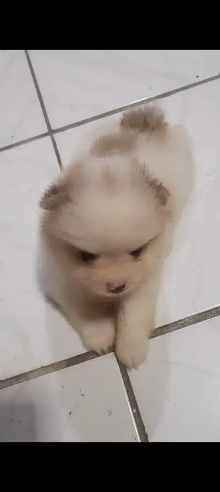 Mini pom jantan. Super cute