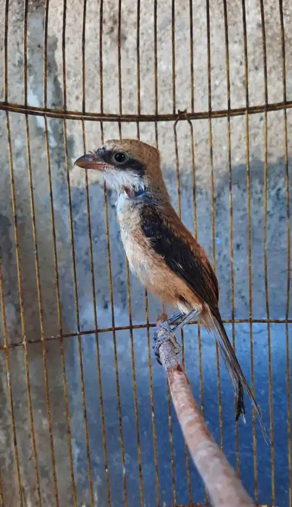 Pentet sembur mau mutasi ke dewasa