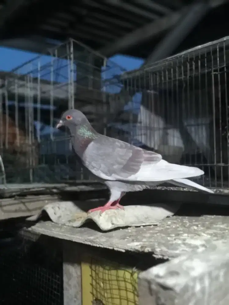 Burung dara jantan 2 ekor