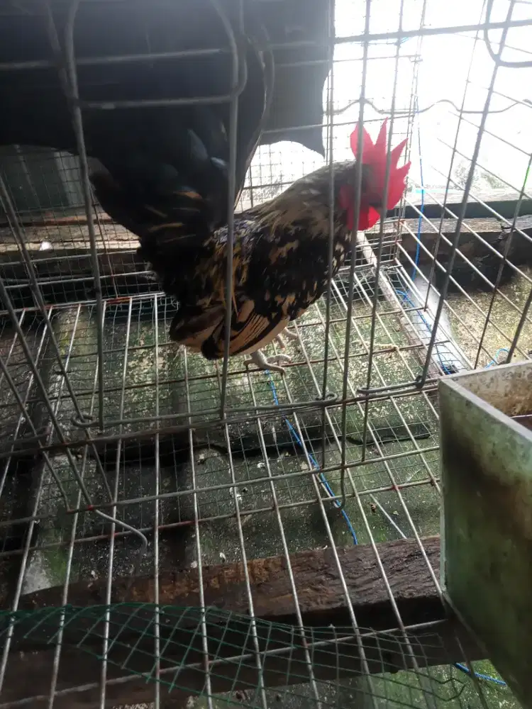 Ayam jantan batik italy Canada