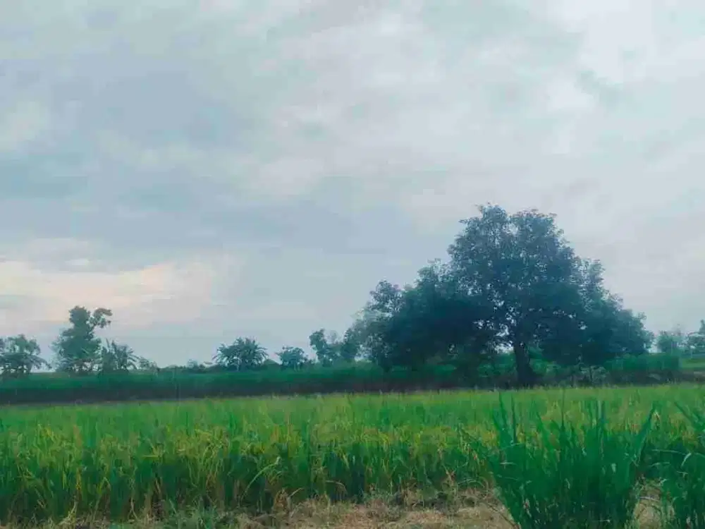 DI JUAL TANAH 
KEL. : MAOR
KEC. : KEMBANGBAHU 
KAB  : LAMONGAN