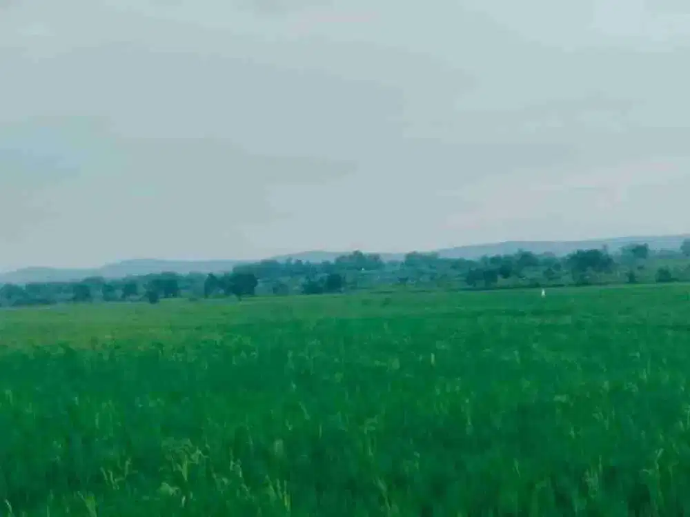 DI JUAL TANAH 
KEL. : TLOGO AGUNG
KEC. : KEMBANGBAHU
KAB  : LAMONGAN