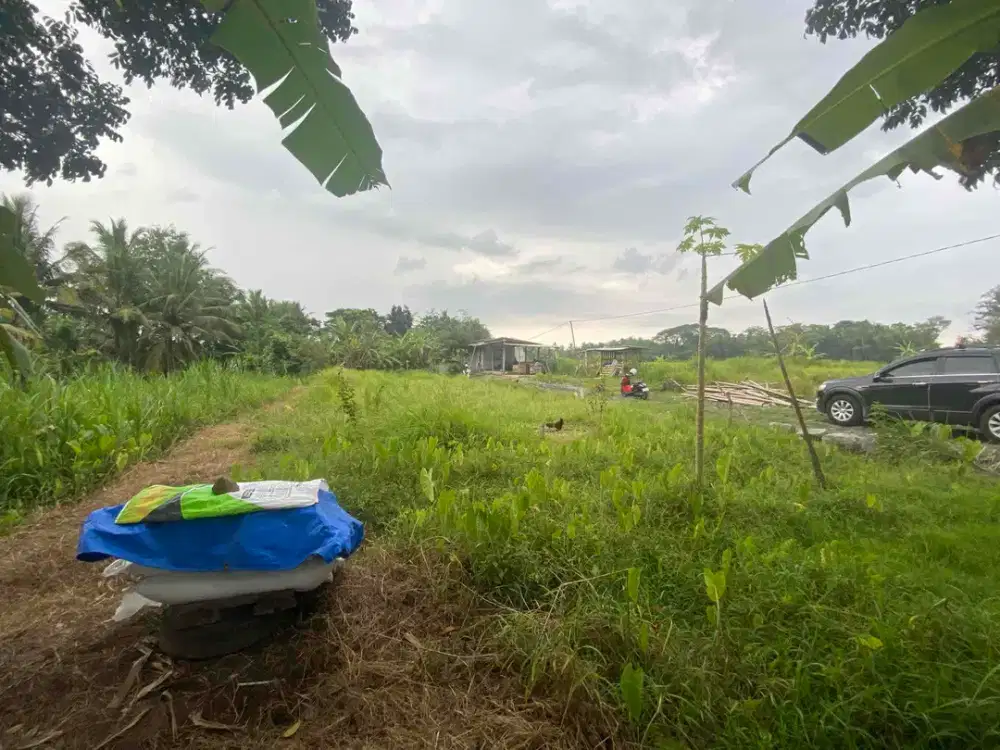 Dijual Tanah Luas Murah di Seyegan