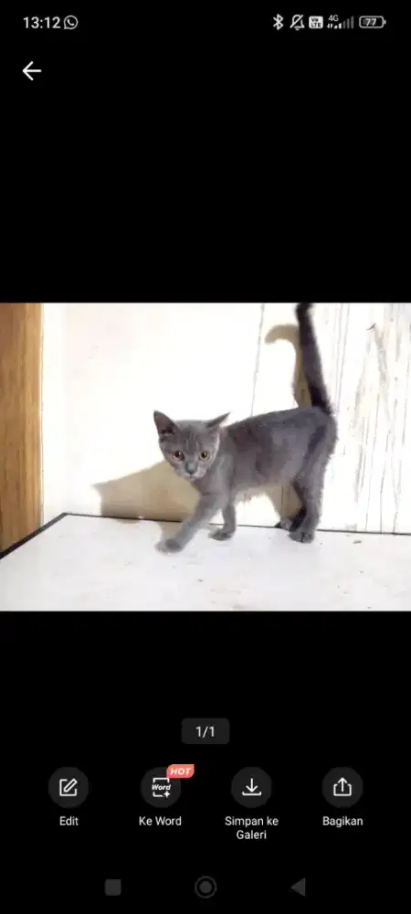 Bsh kitten 4 bln female