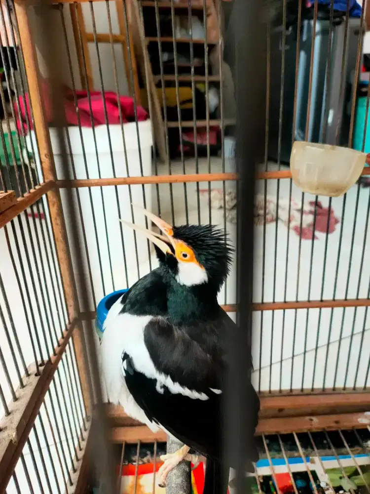 Jual burung jalak suren Jawa gacor luhur handap antibadai