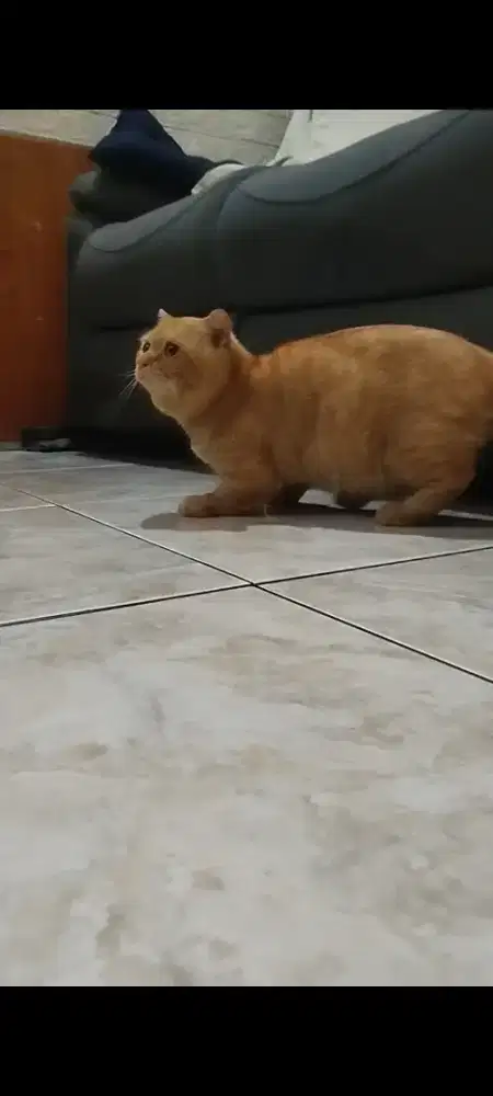 Jasa pacak munchkin gaelic fold