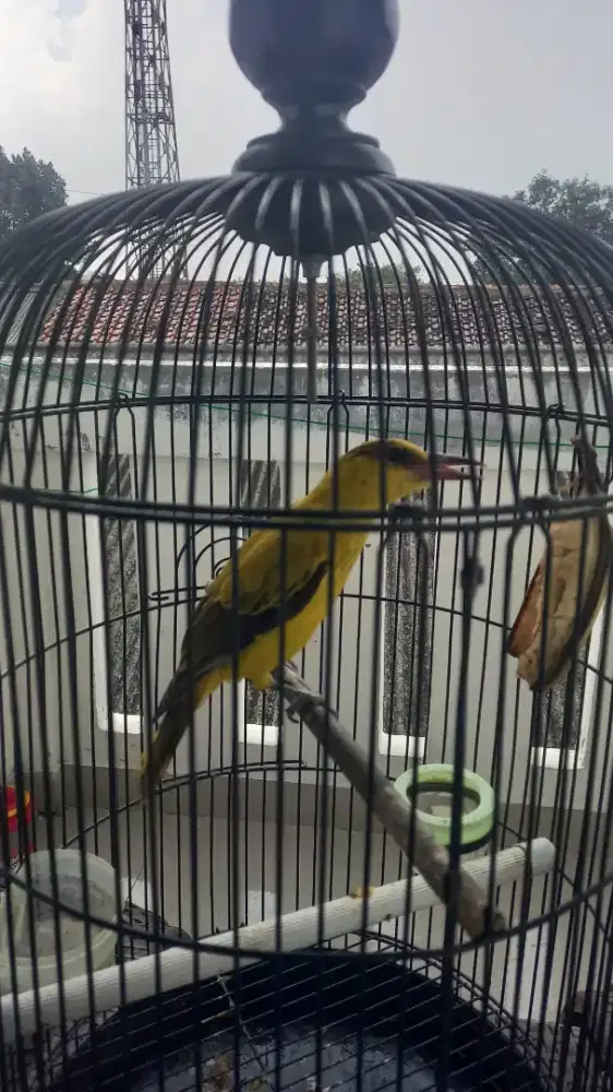 Kepodang Emas (Muda Hutan) Anteng