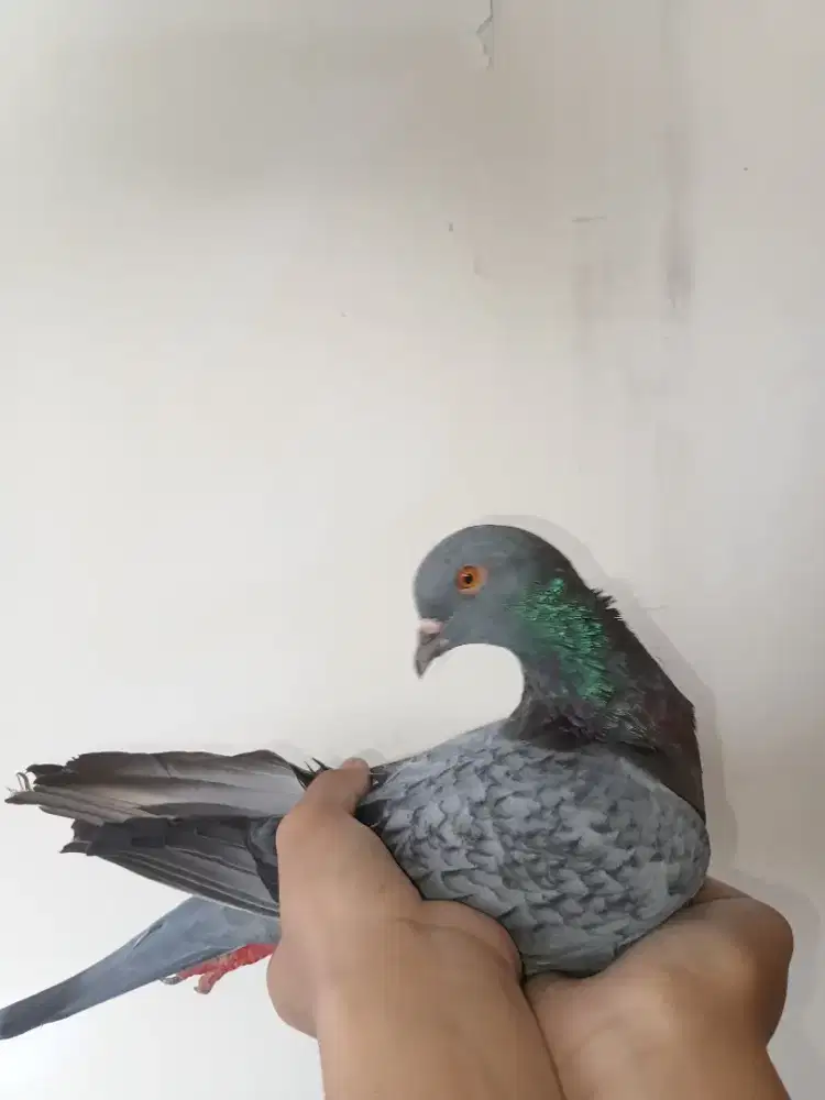 Dijual burung dara 1 pasang los dor