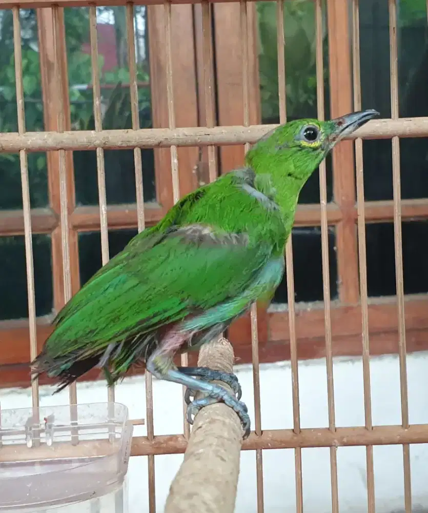 Jo jantan anakan banget rada jinak