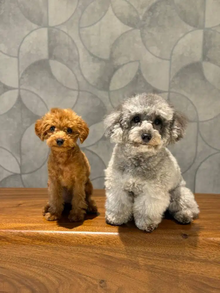 Lowongan Asisten Rumah Tangga (ART)