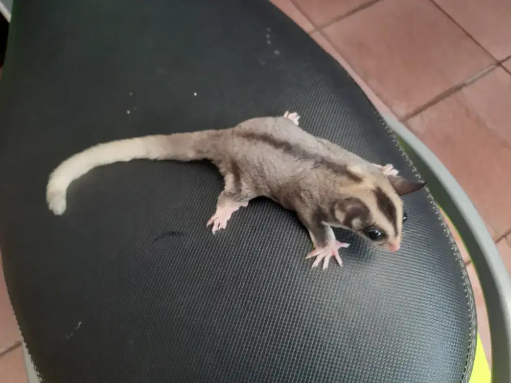 Sugar glider mozaik