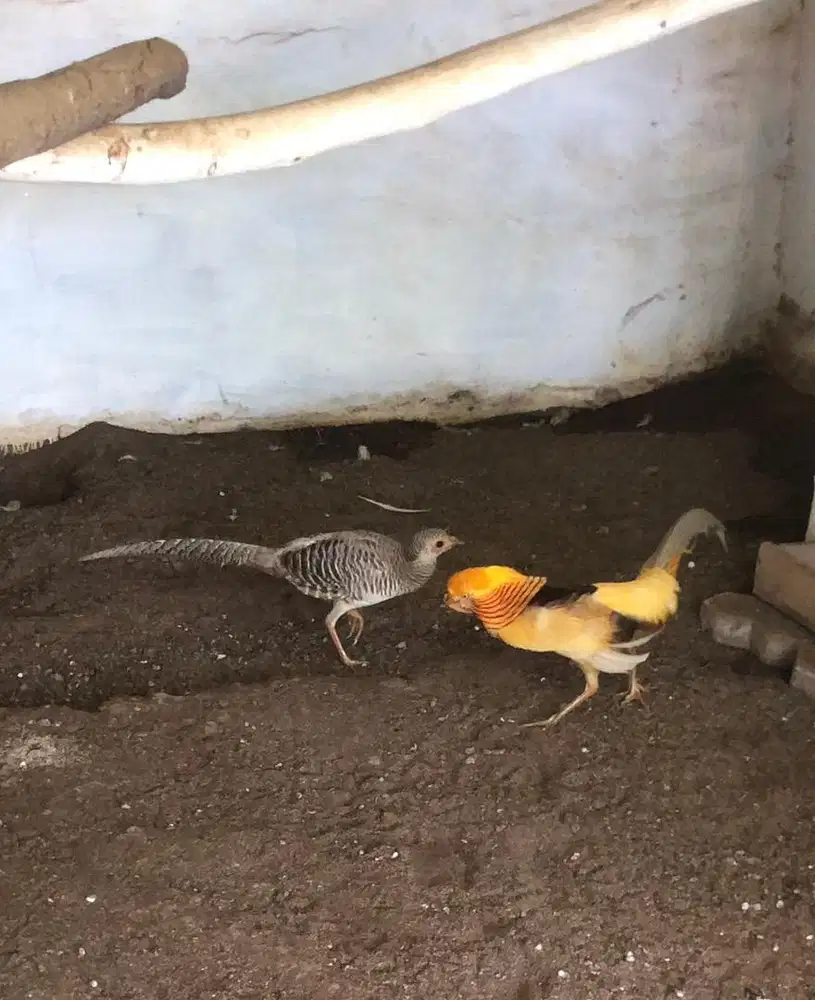 Ayam Hias Golden Peasan