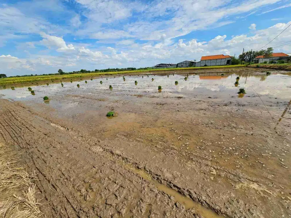 DI JUAL TANAH 
KEL. : PENGUMBULANADI
KEC. : TIKUNG
KAB  : LAMONGAN