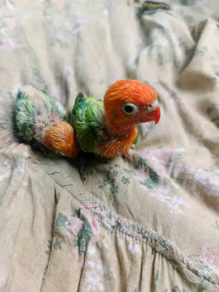 LOLOHAN/BABY LOVEBIRD BIOLA