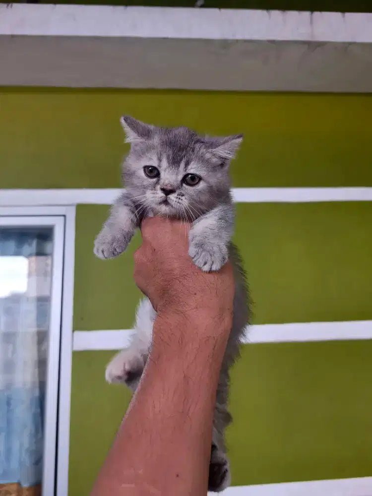 Munchkin British Short Hair