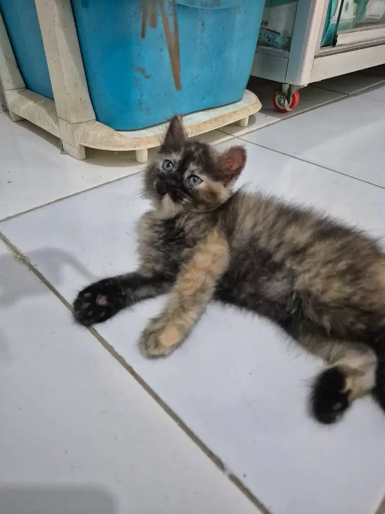 Kucing persia betina