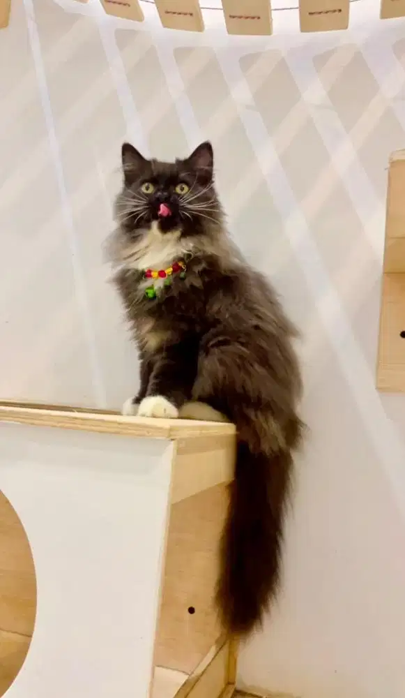 Kucing kitten persia super longhair jantan