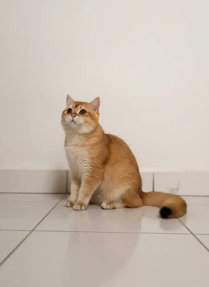 JASA PACAĶ British Shorthair Golden NY11 Terang (Rare)