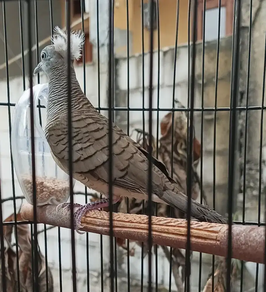 Perkutut Jantan Songgo Ratu