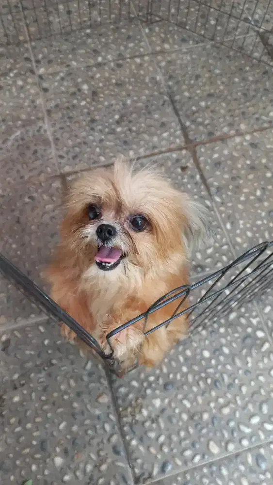 Anjing shih tzu mini