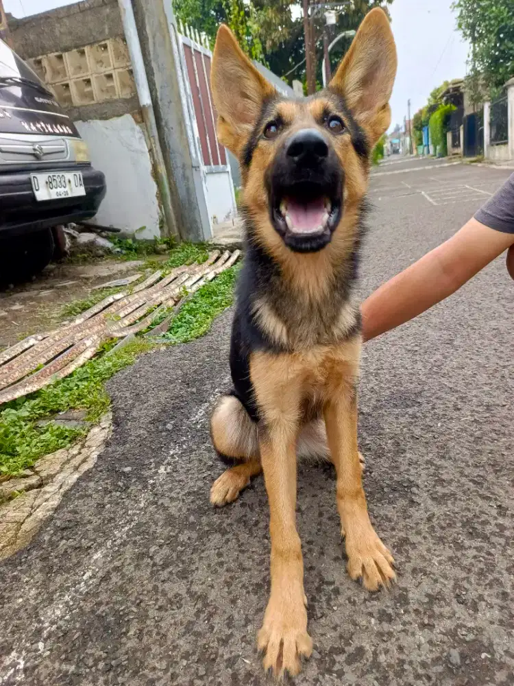 jual anakan anjing herder puppies german sepherd