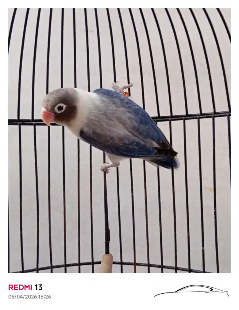 Lovebird Betina Biola Euwing Dark Vio