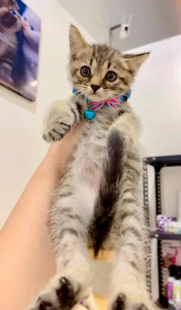 Kucing persia mixdom kitten cantik