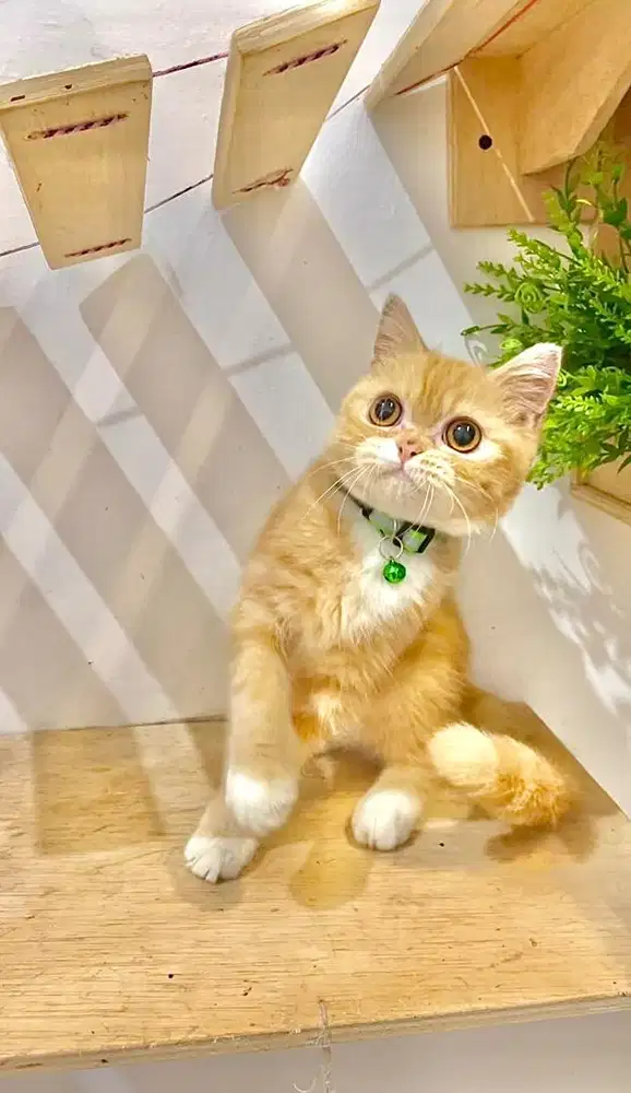 Kucing persia flatnose shorthair mix scotties