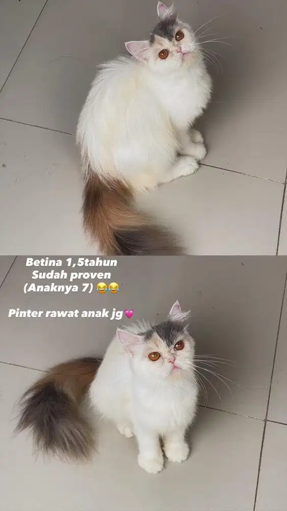 KUCING CANTIK TERAWAT BORONGAN / SATUAN