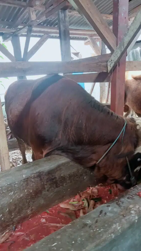 Sapi qurban bandung